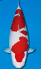 What is Koi Fish?