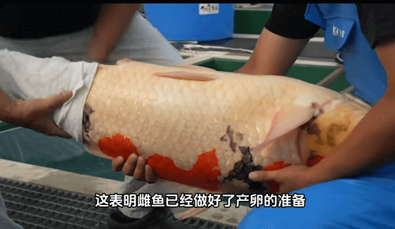 Koi Breeding Techniques