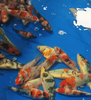 What is Koi Hibernation?