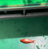 Common Reasons Why Koi Suddenly Jump Out of the Tank