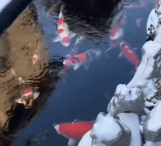 Key Management Points for Koi During Winter Dormancy