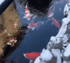 Key Management Points for Koi During Winter Dormancy