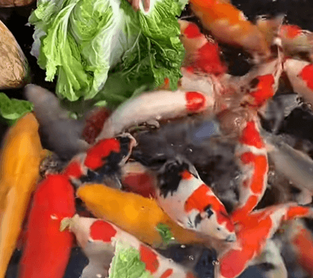 Is Feeding Cabbage and Tofu to Koi Useful in Winter?