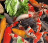 Is Feeding Cabbage and Tofu to Koi Useful in Winter?