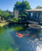 Tips for Keeping Koi in Garden Ponds
