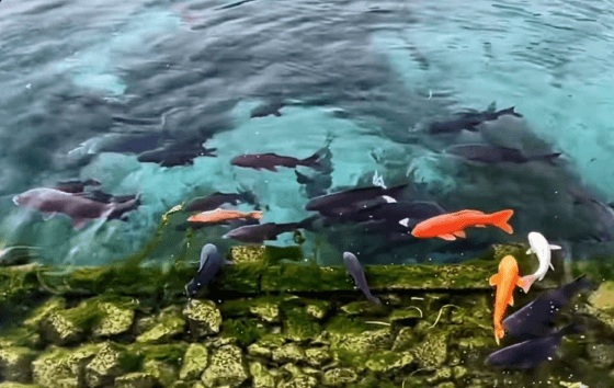 Tips for Keeping Koi in Park Ponds