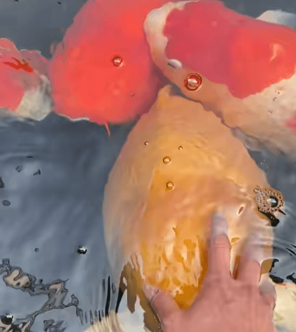 Common Reasons Why Koi Are Afraid of People and How to Respond