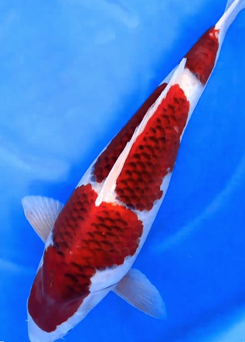 What is Koromo Koi?