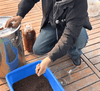 Why Should Probiotics (Lactic Acid Bacteria) Be Mixed into Feed Rather Than Added Directly to Water?