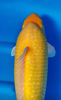 What is the difference between a koi with a "large frame" and one that is "fat"?