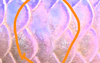 Can Misaligned Scales on Koi Be Surgically Corrected?