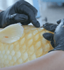 Common Koi Disease Treatment – Pinecone Disease (Dropsy/Scale Protrusion)