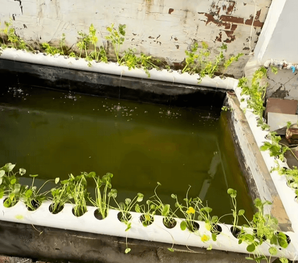 How to Evaluate a Plant Filtration Channel (Also Known as a Bog Filter or Veggie Filter)?