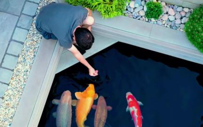 How Many Meals Per Day Are Suitable for High-Quality Pond-Raised Koi Under Different Water Temperatures?