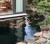 Why is a Pond Depth of Over 1.5 Meters Recommended?