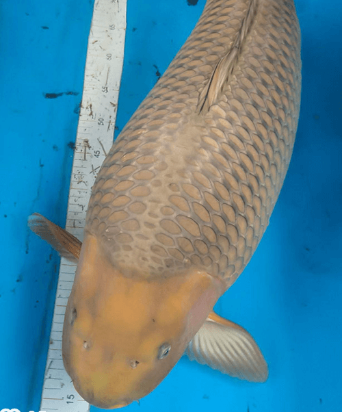 Should Koi Prioritize Skeleton Growth or Rapid Body Filling?