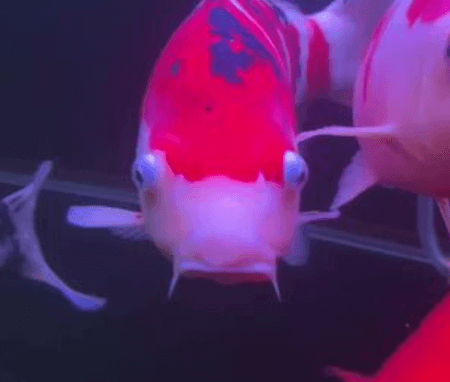 How to Determine If You Are Overfeeding Koi?