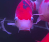 How to Determine If You Are Overfeeding Koi?