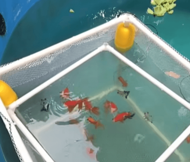 Why Should New Fish Be Quarantined for 15 Days Before Entering the Pond?