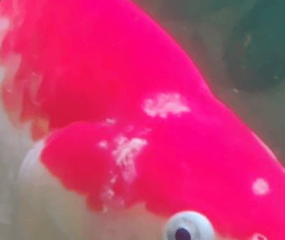 Common Koi Disease Treatment – Saprolegniasis (Water Mold Disease)