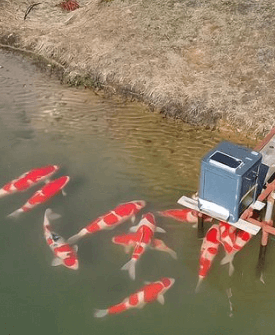 Pond Rearing of Koi