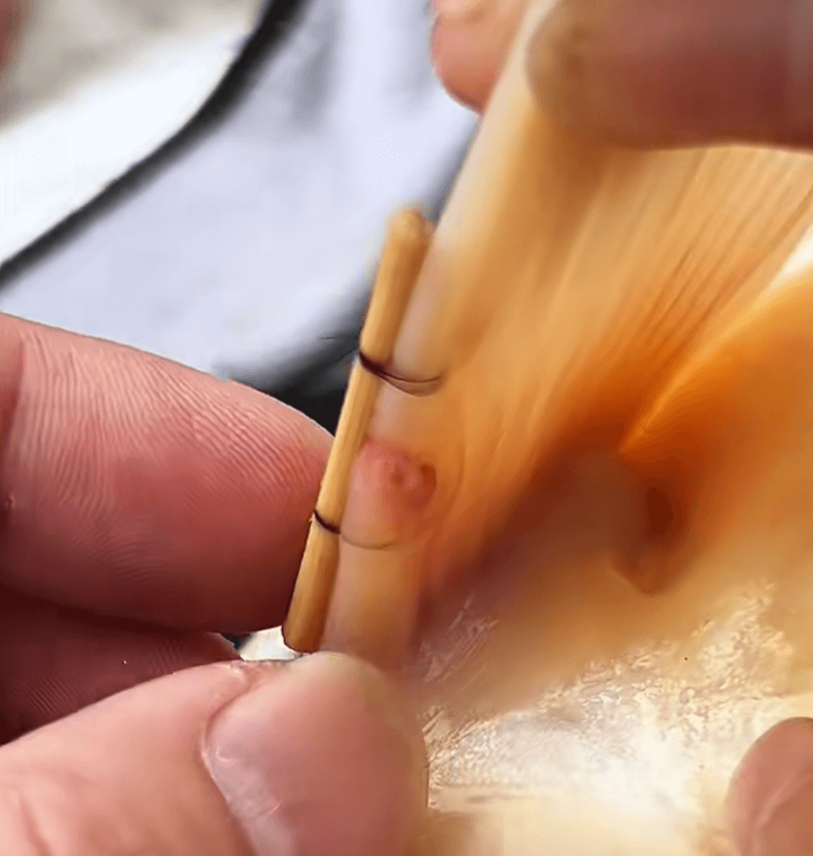 Can a Koi's Pectoral Fin Heal if Split?