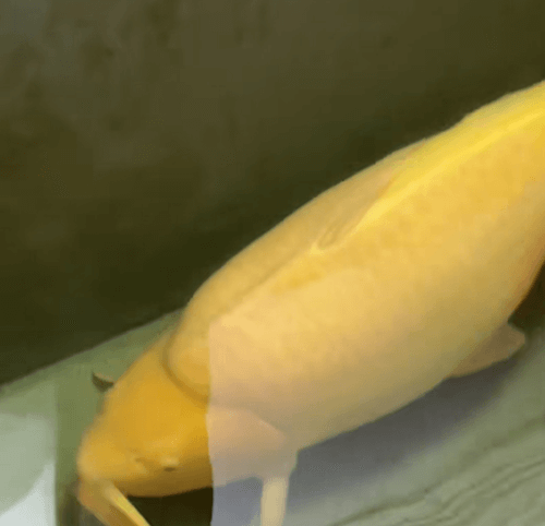 At What Size Is It Easier to Judge a Koi's Body Conformation?