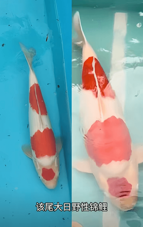 Will a 3-Year-Old, 80 cm Koi Definitely Grow Very Large in the Future?