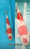 Will a 3-Year-Old, 80 cm Koi Definitely Grow Very Large in the Future?