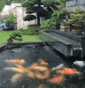 Should Feeding Amounts Be Adjusted During Rainy or Overcast Weather?