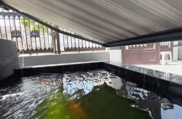 Is Shading Necessary for a Koi Pond During Intense Summer Sunlight?