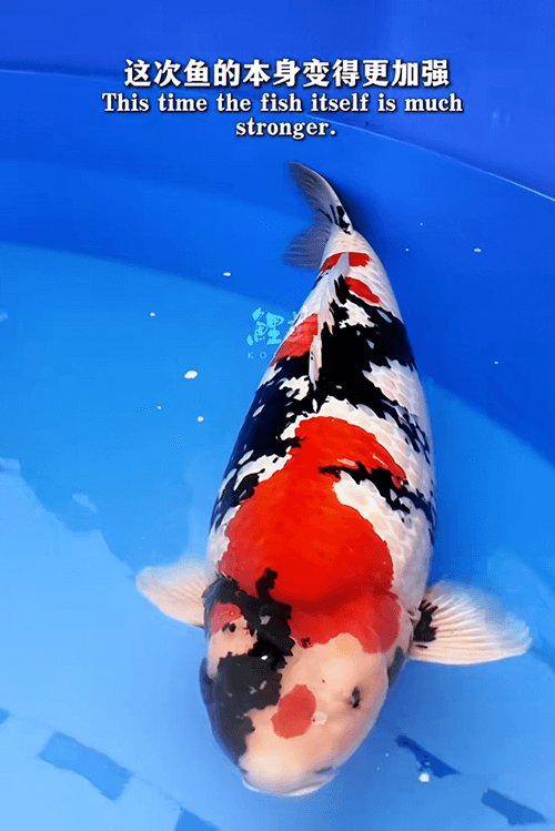 How to Understand "Show-Grade Koi"?