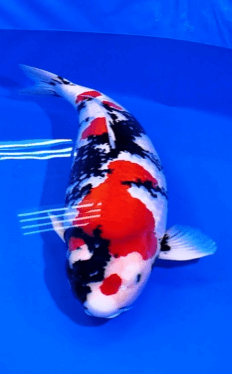 The "Big Three" Varieties of Koi