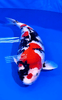 The "Big Three" Varieties of Koi