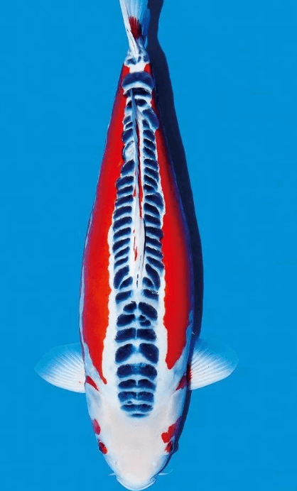 What is Shusui Koi?