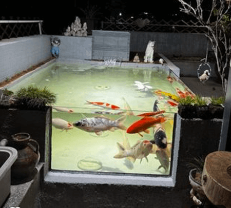 Is It Easier to Bulk Up Koi in a Large Pond or a Small Pond?