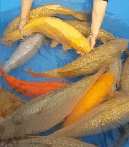 Do Solid-Colored Koi Need Color-Enhancing Feed?