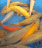Do Solid-Colored Koi Need Color-Enhancing Feed?