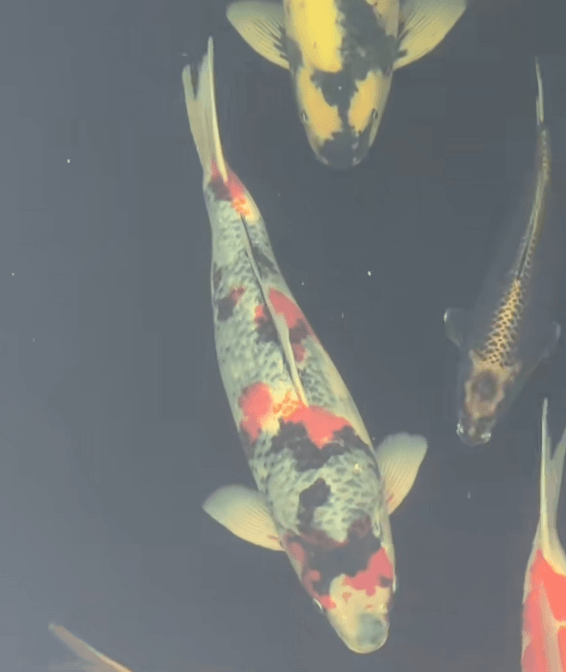 Common Koi Disease Treatment – Spinal Curvature (Scoliosis)