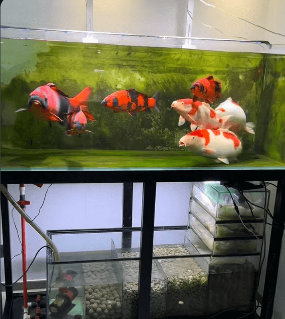 Keeping and Managing Koi in an Ecological Aquarium