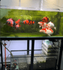 Keeping and Managing Koi in an Ecological Aquarium