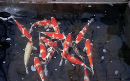 Why Should Feeding Be Stopped When Water Temperature Drops Below 10°C?