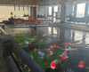 Why Should New Fish Be Fasted for 3 Days After Entering the Pond?