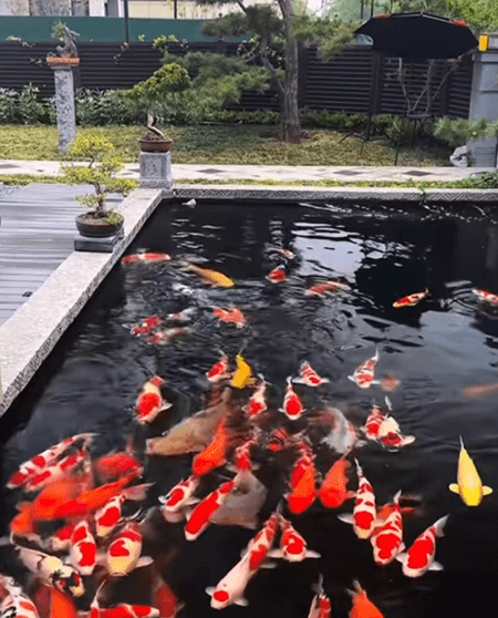 How should koi be fed during the hot summer months?