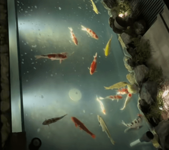 Is Supplemental Lighting Necessary for an Indoor Koi Pond?