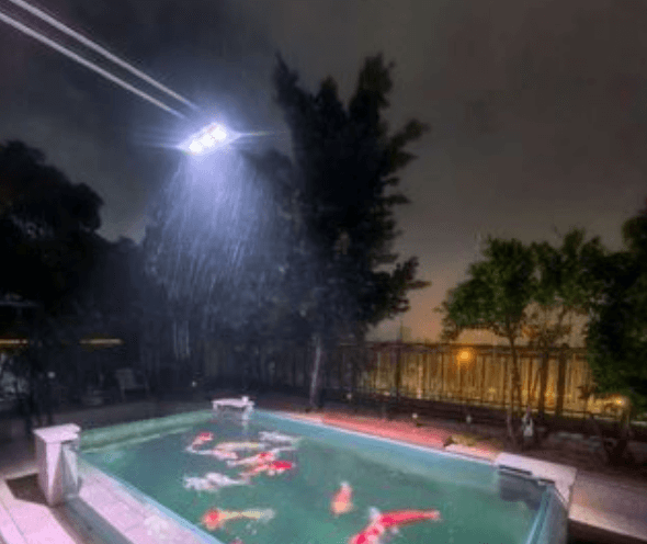How to Choose Supplemental Lighting for an Indoor Koi Pond?