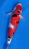 At what water temperature do koi look their most beautiful?