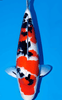 What is Taisho Sanke (Taisho Sanshoku)?