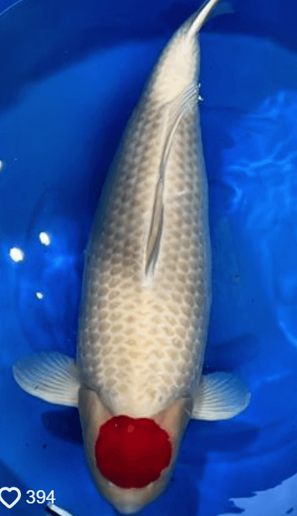 What is Tancho Koi?