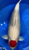 What is Tancho Koi?